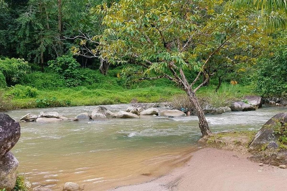 un albero seduto sulla riva di un fiume