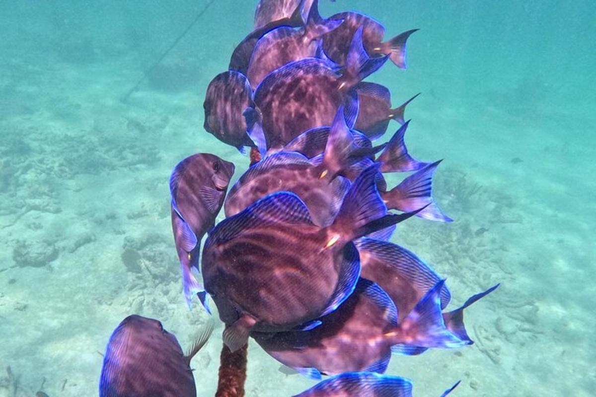 sekumpulan ikan yang berenang di dalam air
