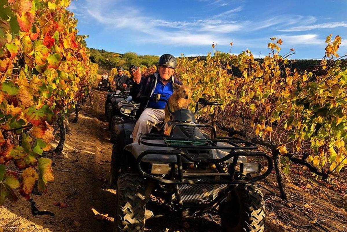 a man and a dog on an atv in a vineyard