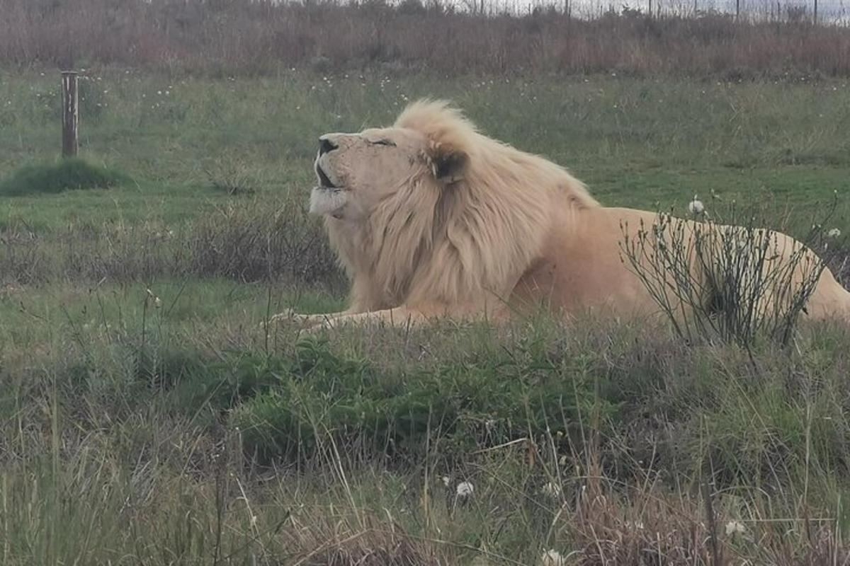 lõvi lamas põllul rohus