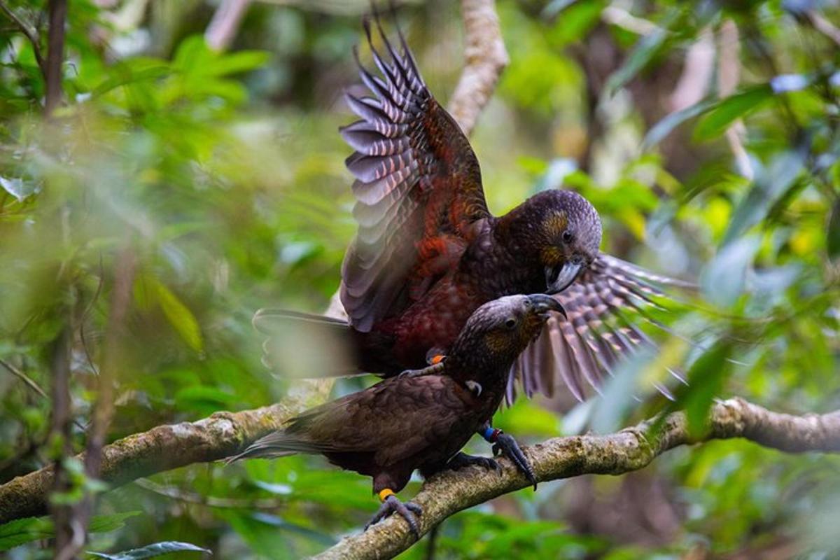 two birds sitting on a tree branch with their wings open
