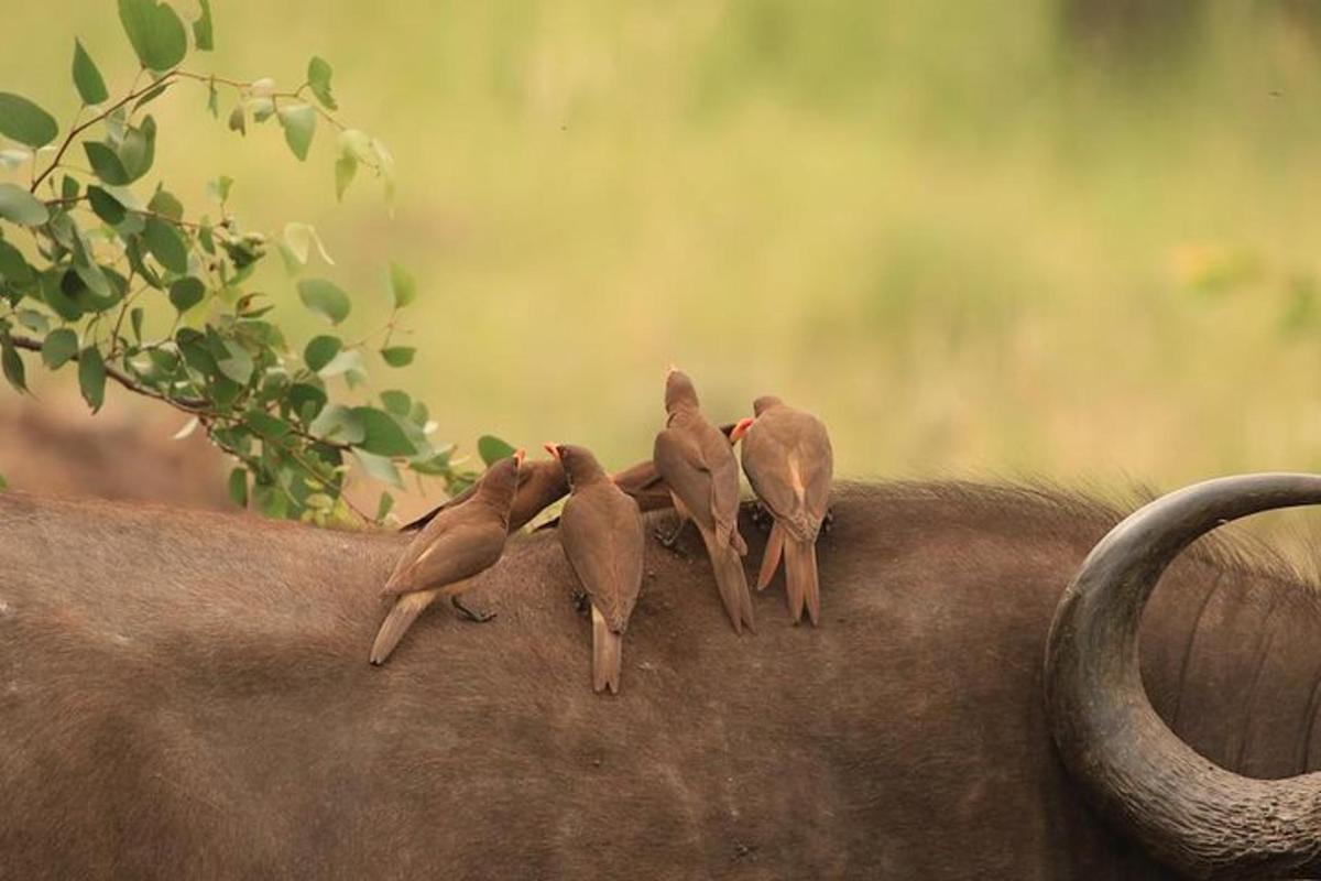 a group of birds sitting on the back of an elephant