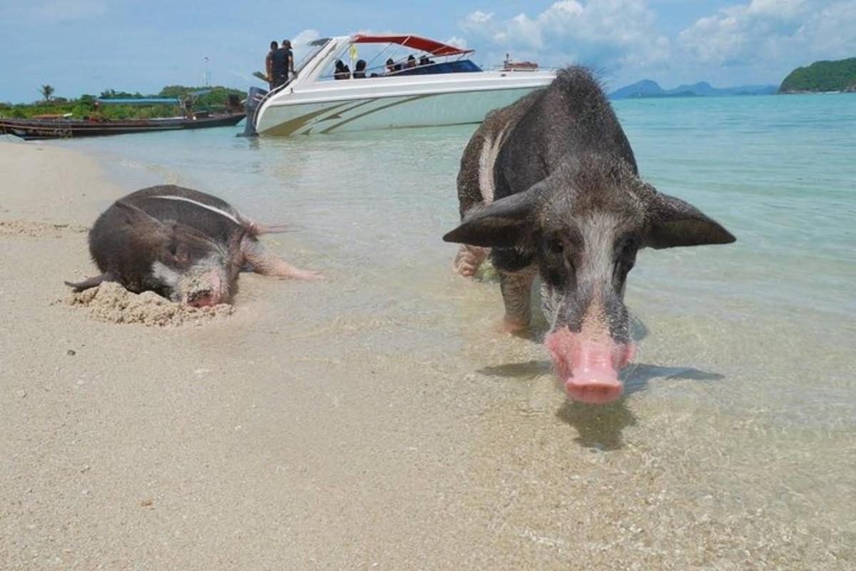 dos porcs dempeus a l'aigua en una platja