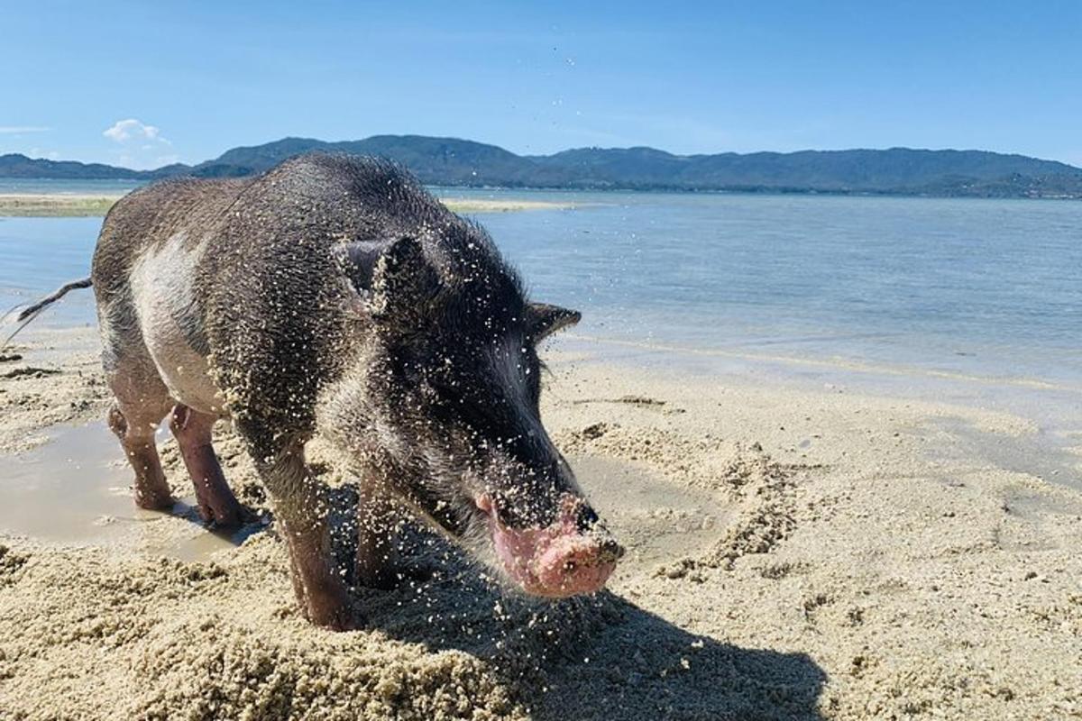 un porc jugant a la sorra de la platja