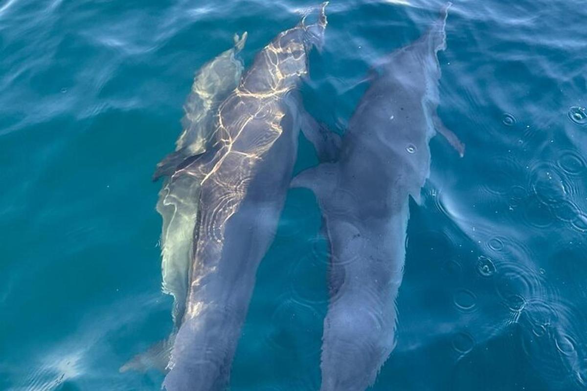 two dolphins are swimming in the water