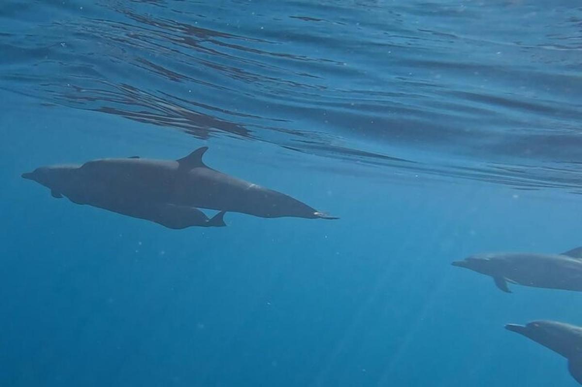 un grupo de tiburones nadando en el agua