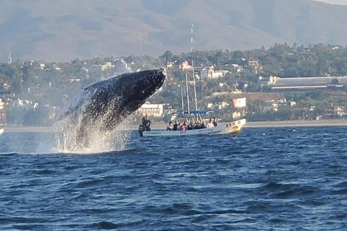 una ballena saltando fuera del agua con un bote