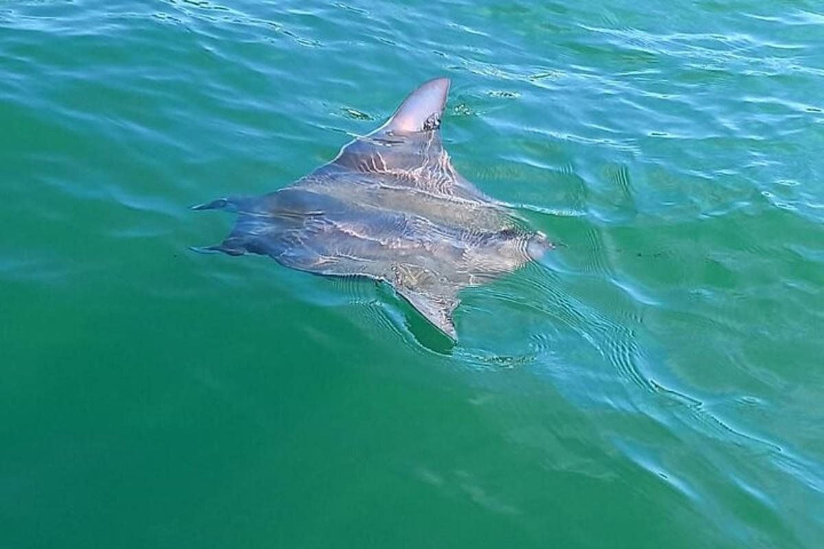 Un gran tiburón nadando en el agua