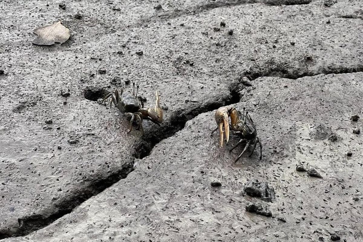 a group of three insects on a rock