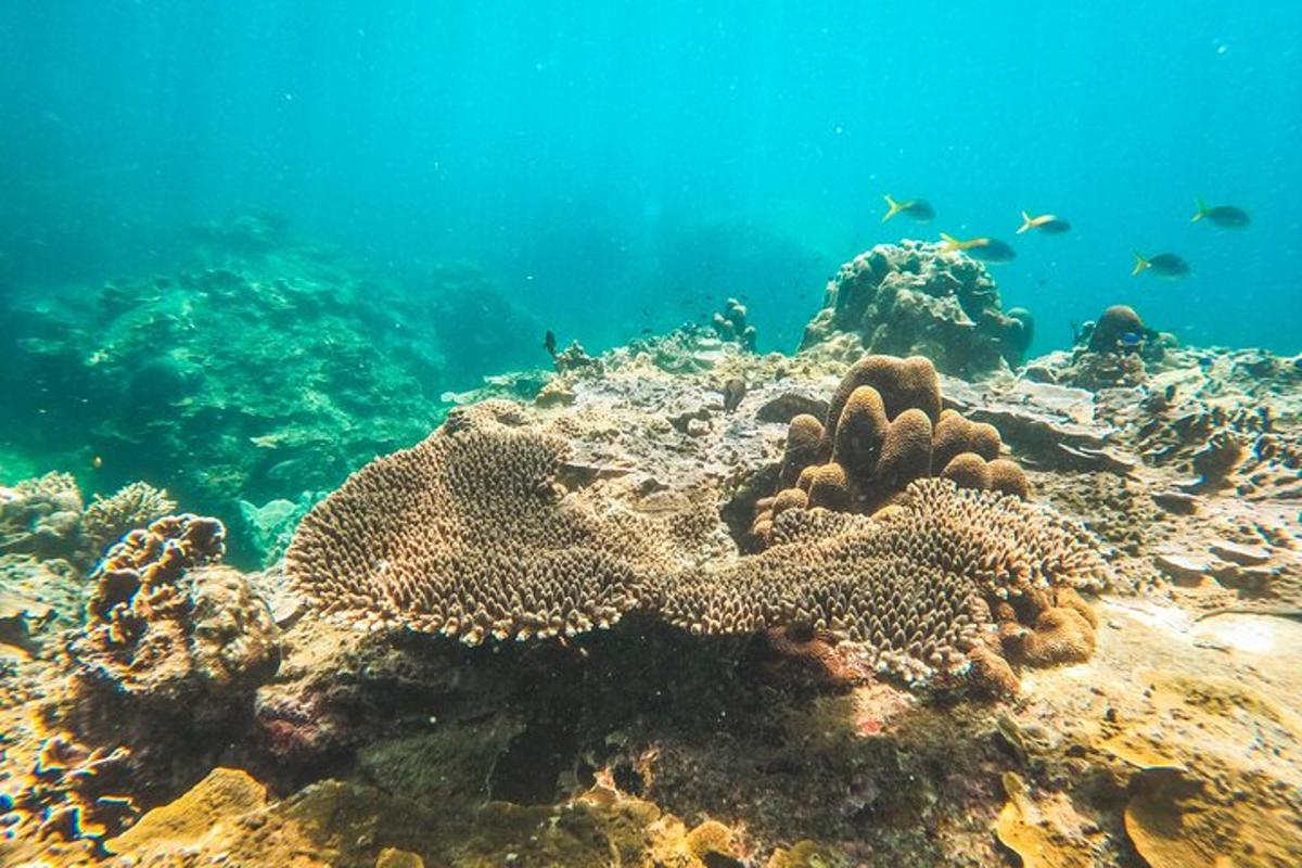 una barriera corallina con pesci nell'acqua
