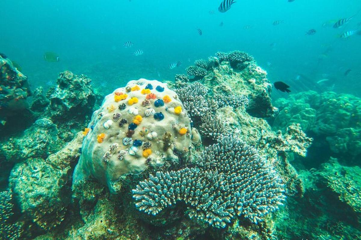 una barriera corallina con pesci nell'acqua