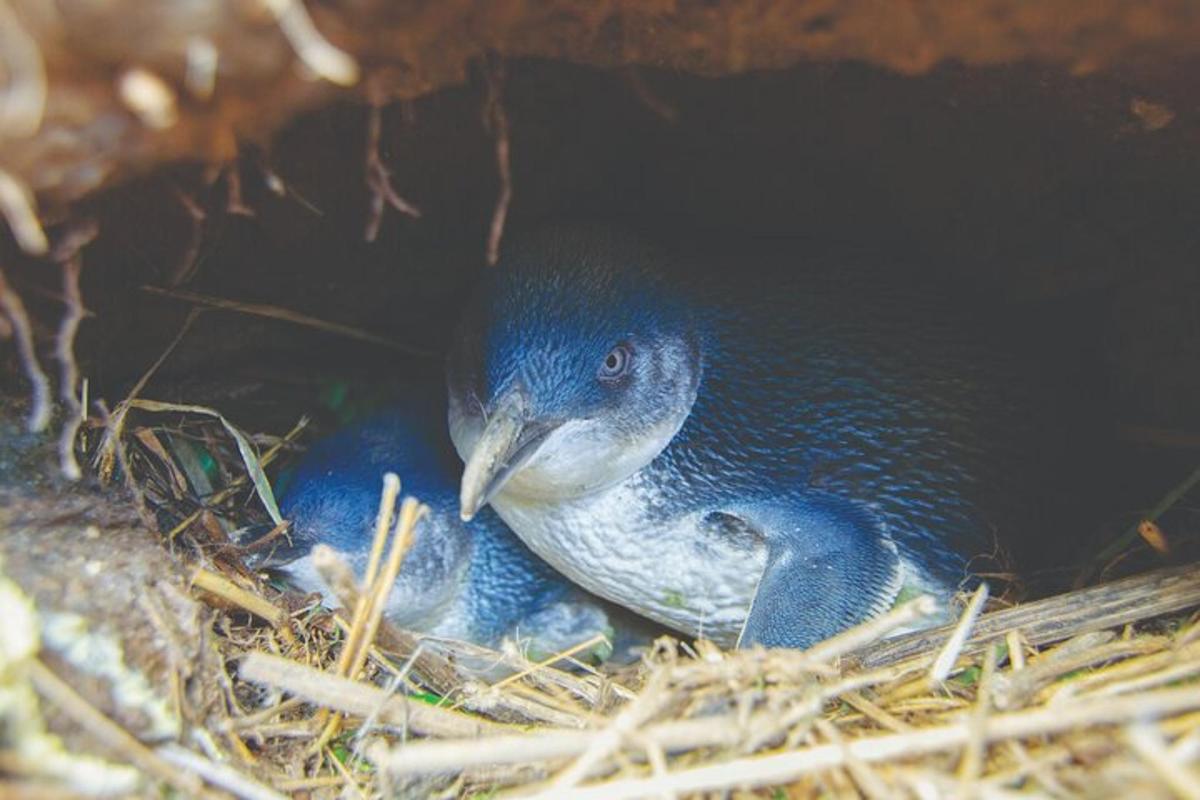 a blue bird is sitting in a nest