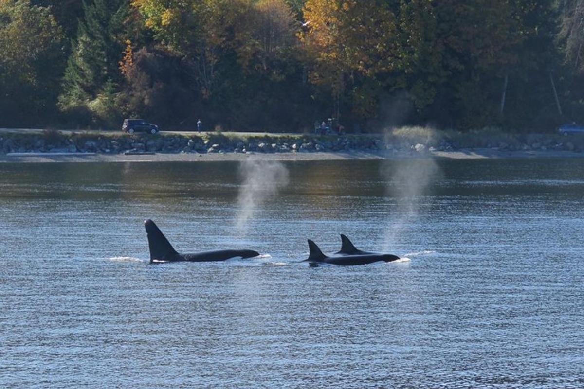 dua orca berenang di perairan