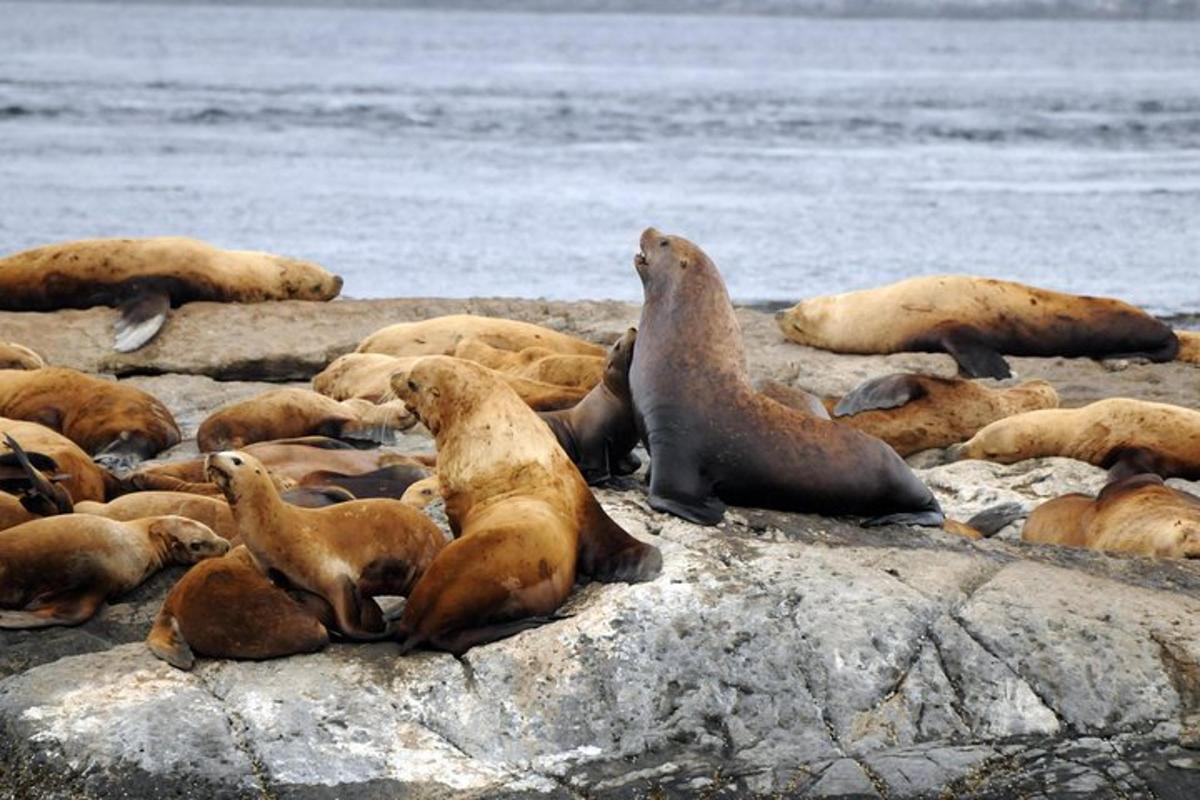 sekelompok anjing laut duduk di atas batu dekat air
