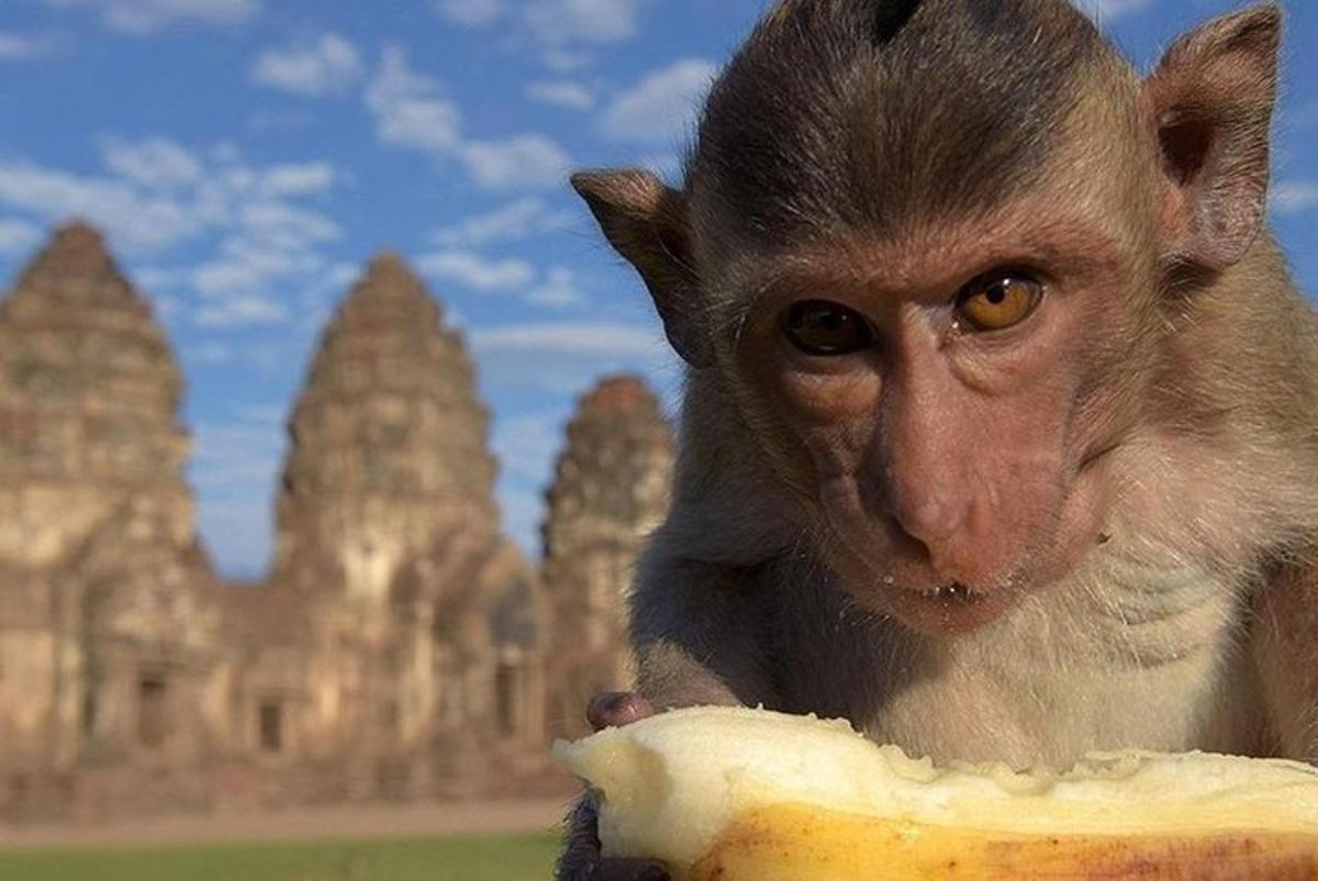 o maimuță ținând o banană în fața unei clădiri
