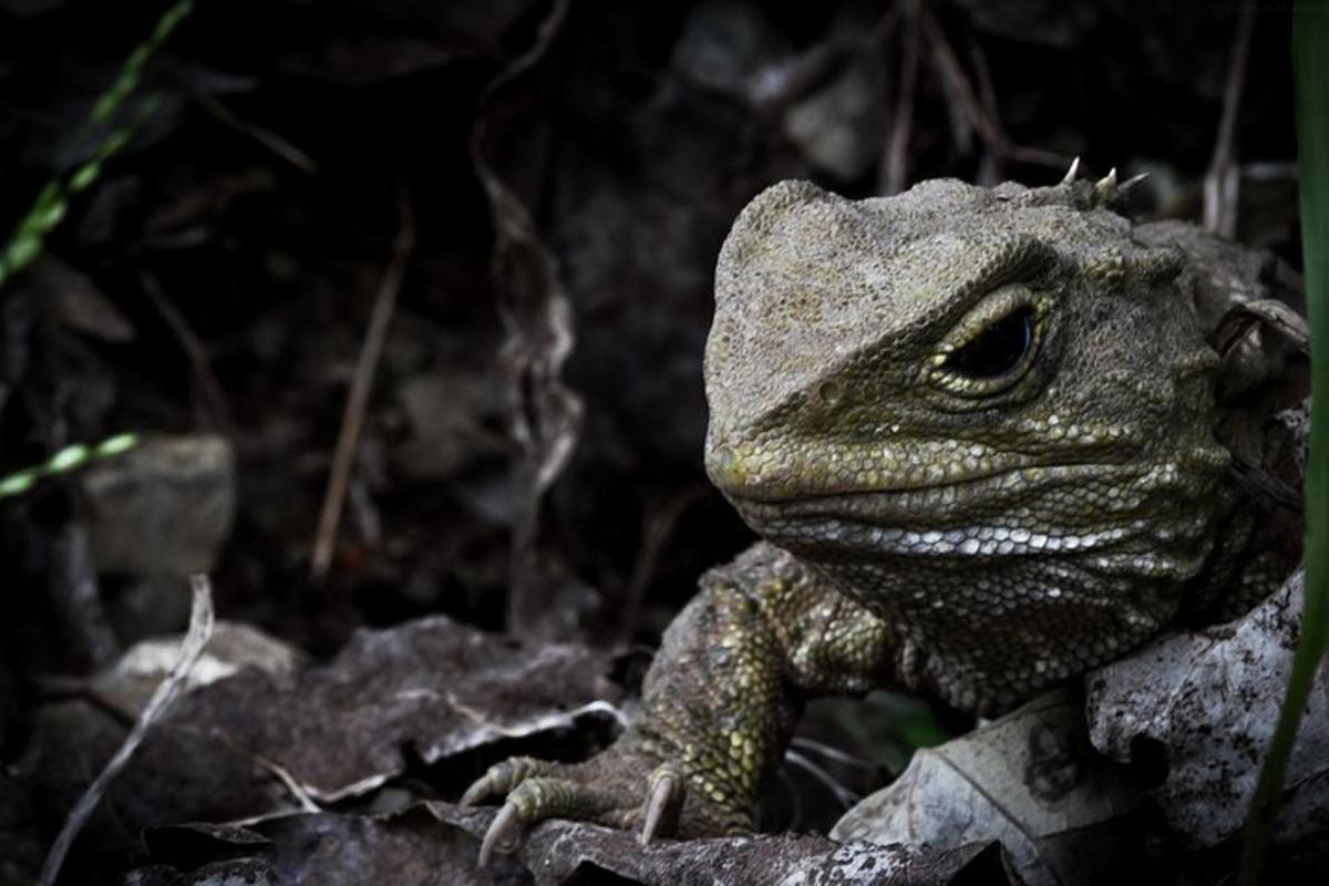 a lizard is sitting on a pile of rocks