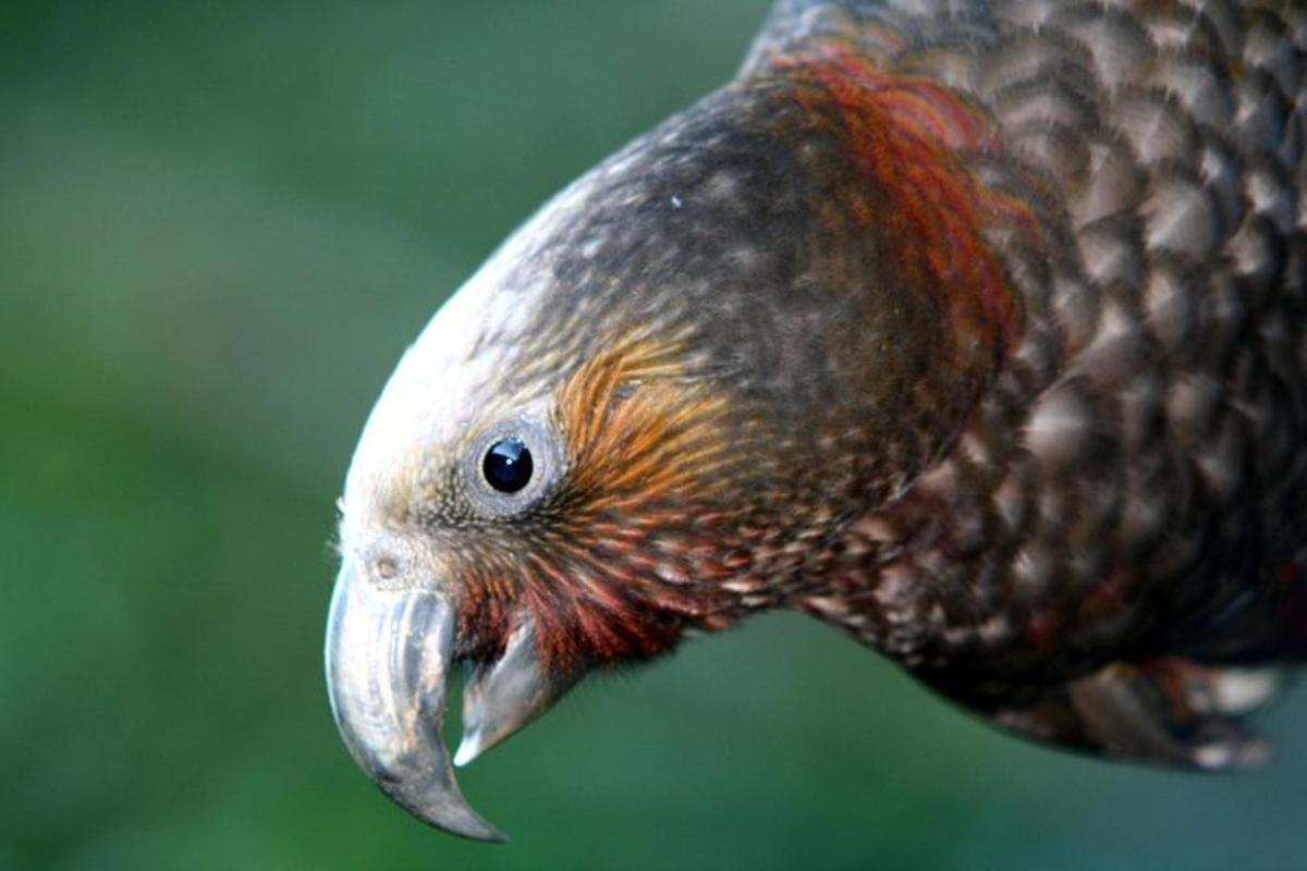a bird with a fish in its beak