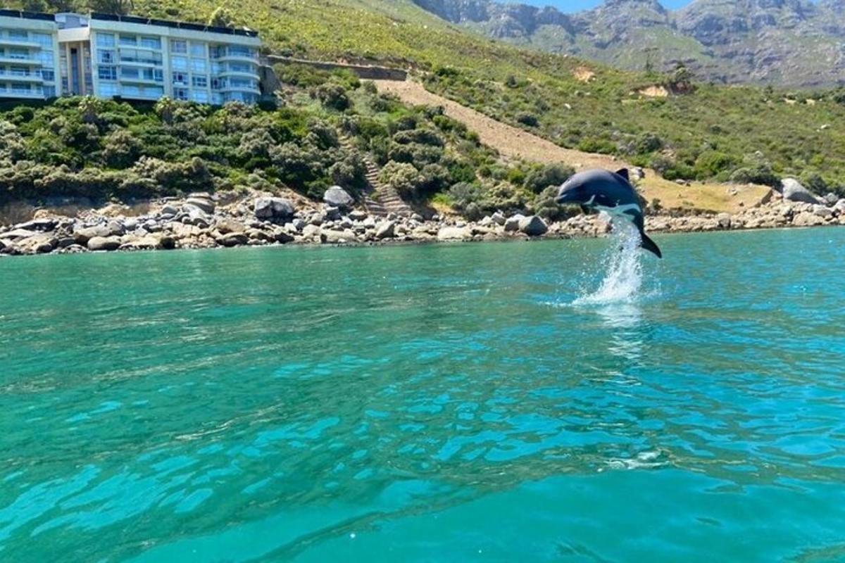 un delfin sărind dintr-o întindere de apă