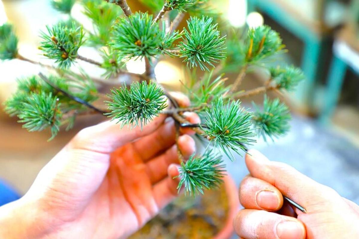 một người đang giơ cành cây thông