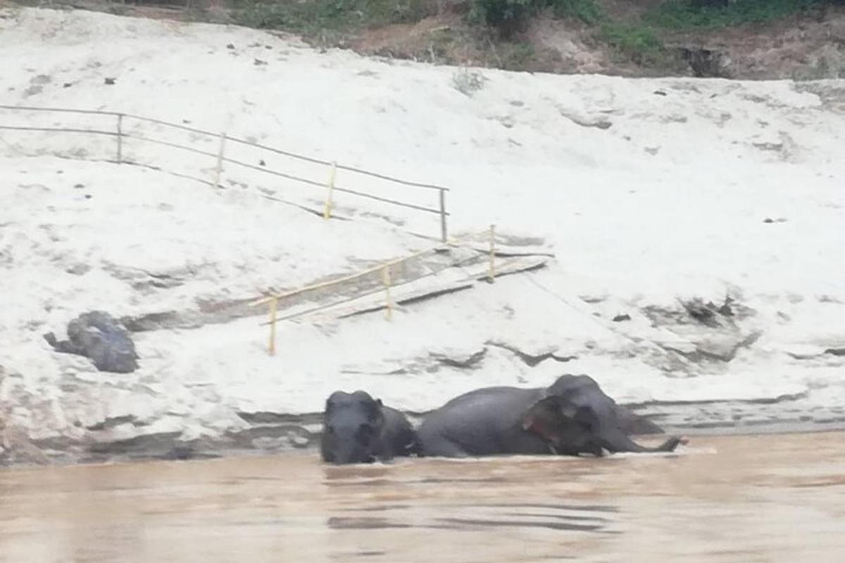 an elephant laying in the water in the snow