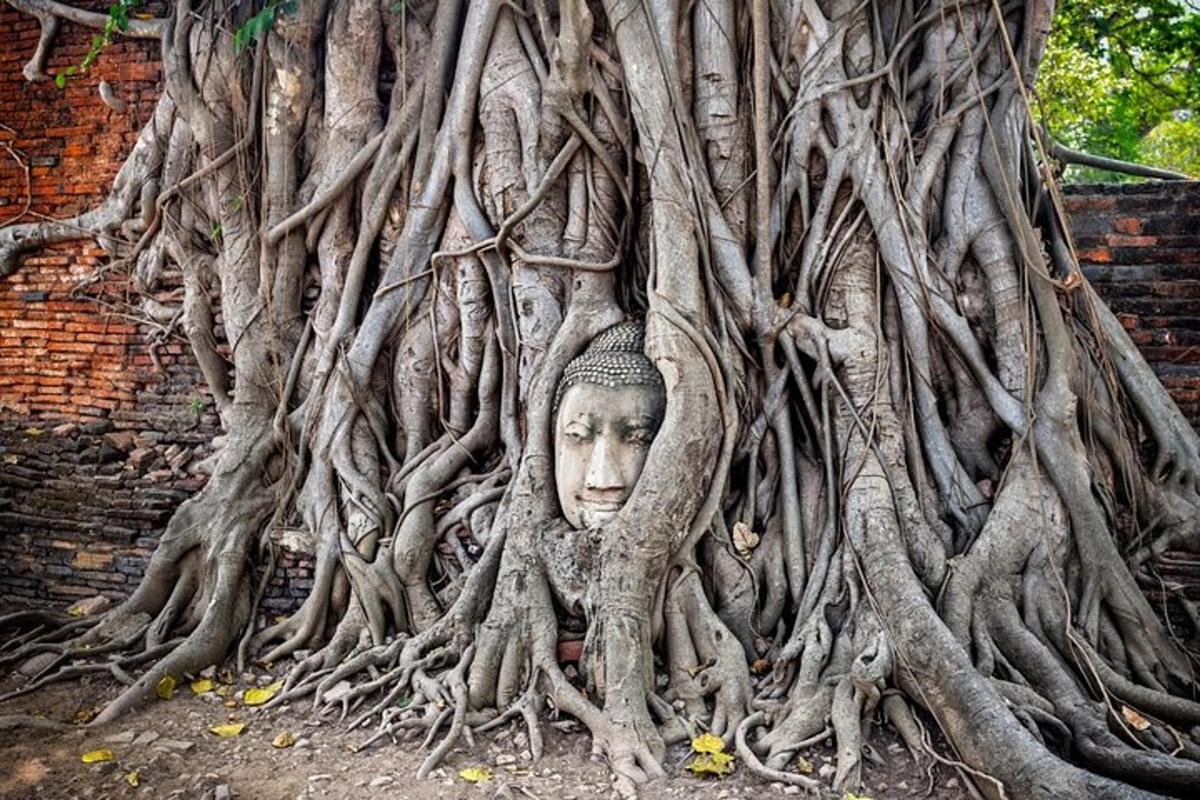รูปปั้นศีรษะที่ถูกฝังอยู่ในรากไม้