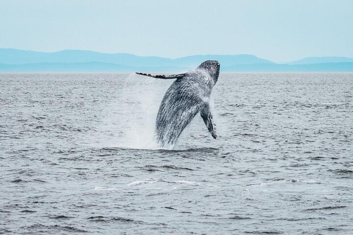 un delfino che salta fuori dall'acqua nell'oceano