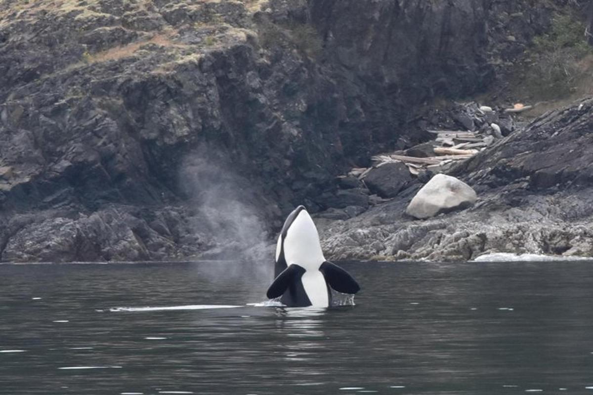 un'orca è in piedi nell'acqua