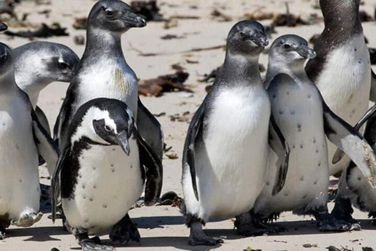un gruppo di pinguini in piedi sulla spiaggia