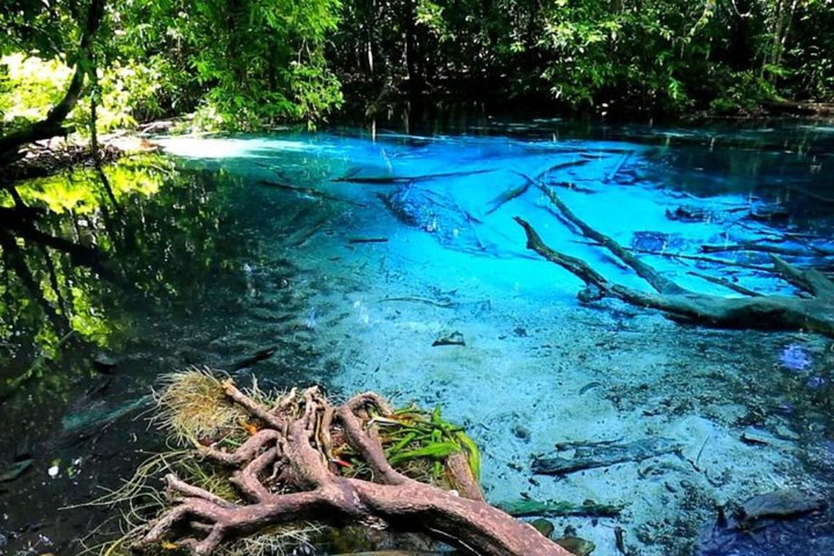 una piscina di acqua blu con alberi e radici