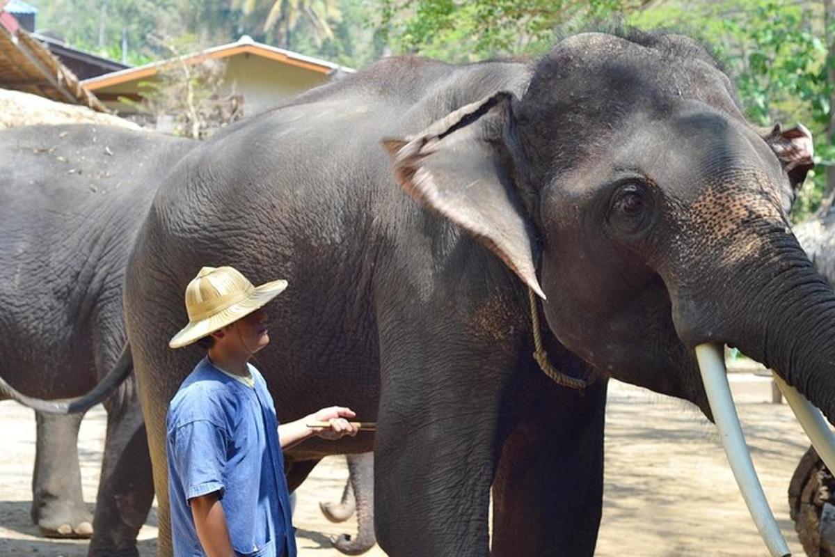 en mann i hatt som står ved siden av en elefant