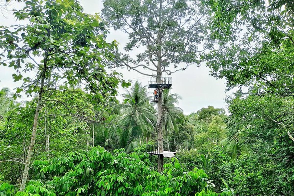 uma pessoa está pendurada em uma árvore na floresta
