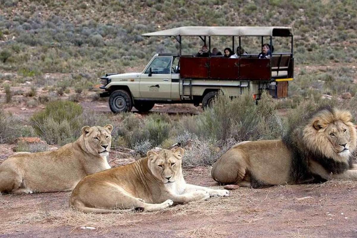 un gruppo di leoni seduti davanti a un veicolo