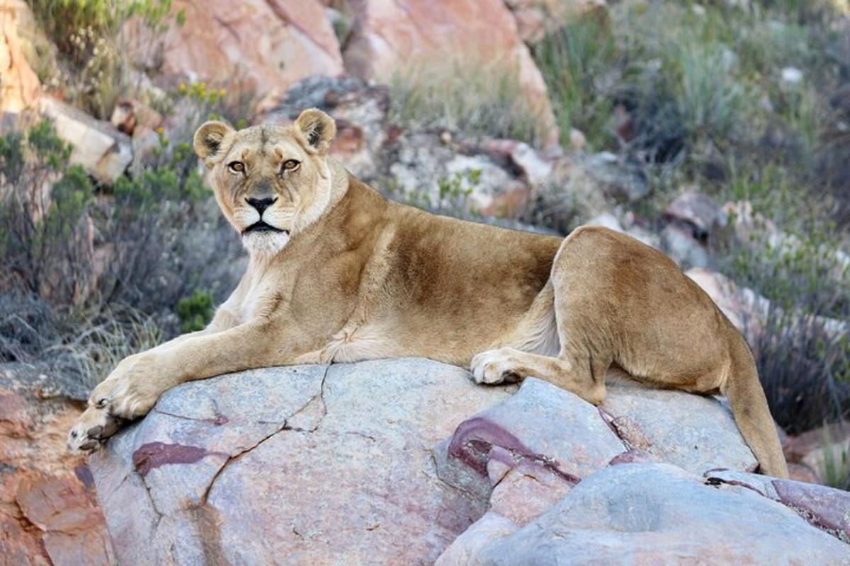 un leone sdraiato in cima a una roccia