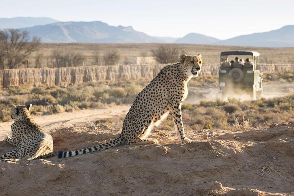 un ghepardo seduto a terra davanti a un veicolo