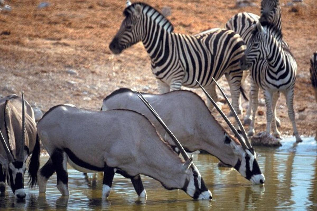 un gruppo di zebre e altri animali nell'acqua