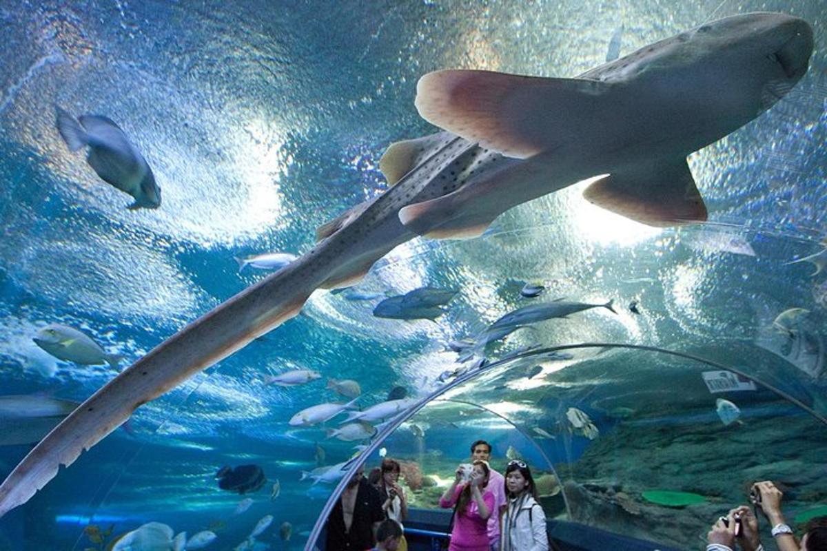 people taking pictures of a shark in an aquarium