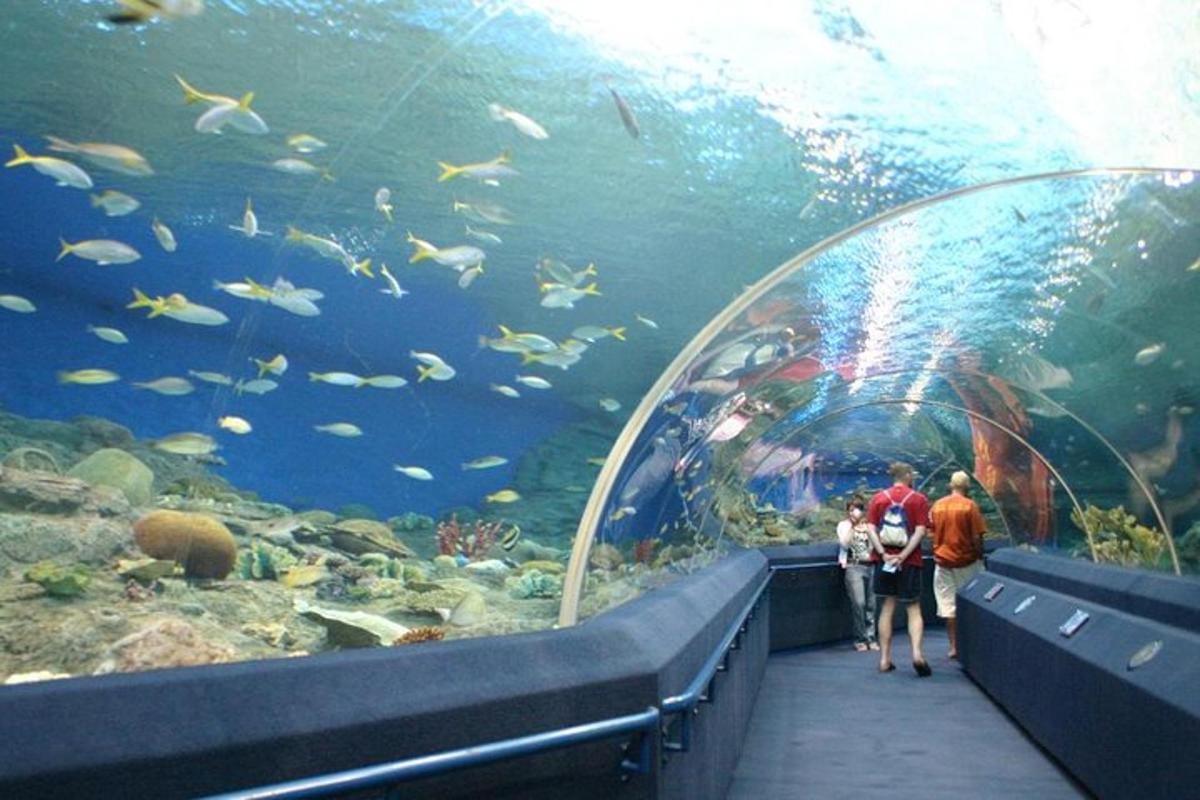 a group of people walking through a large aquarium