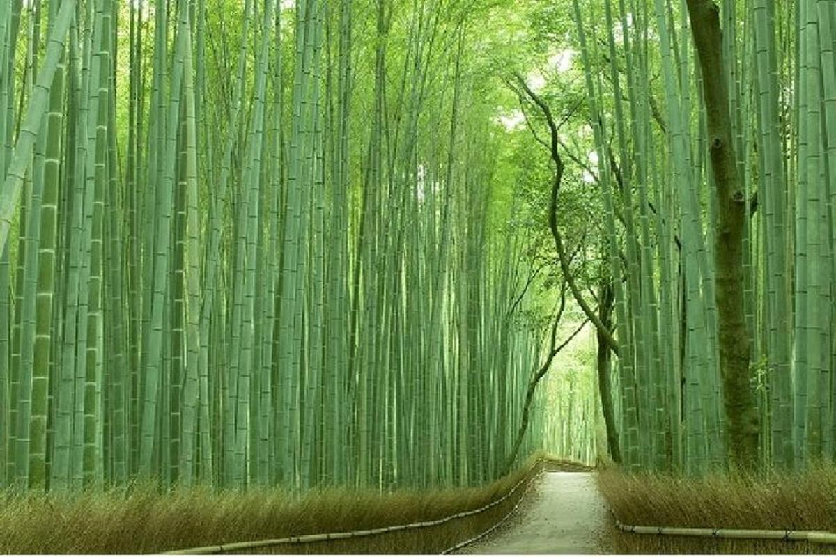 景點／活動相片 1