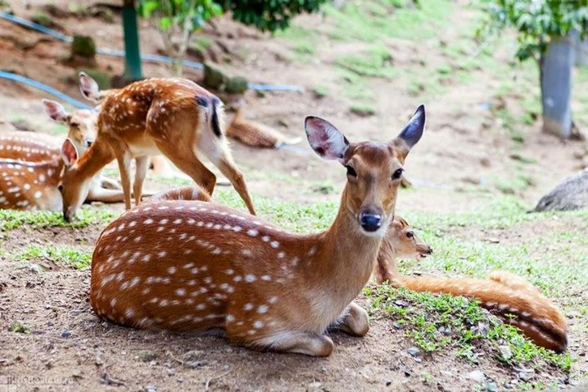 sekumpulan gazelle berbaring di atas tanah