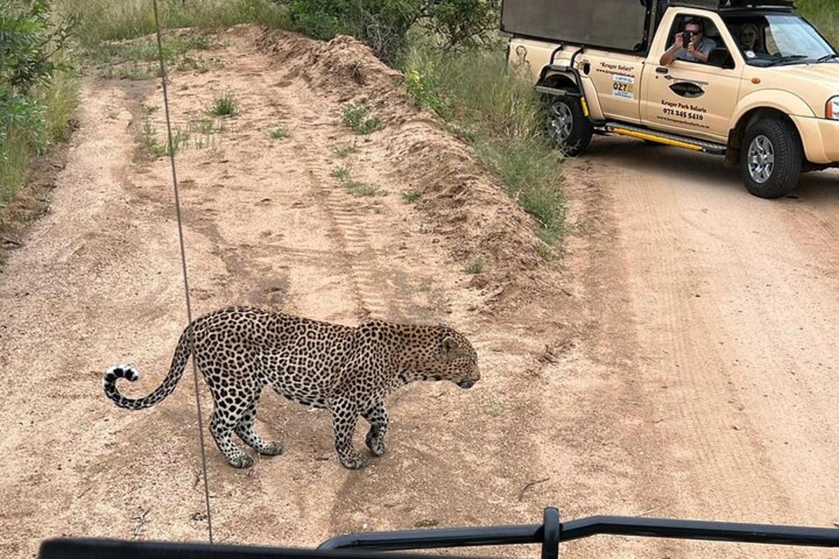 un leopardo in piedi su una strada sterrata accanto a un camion