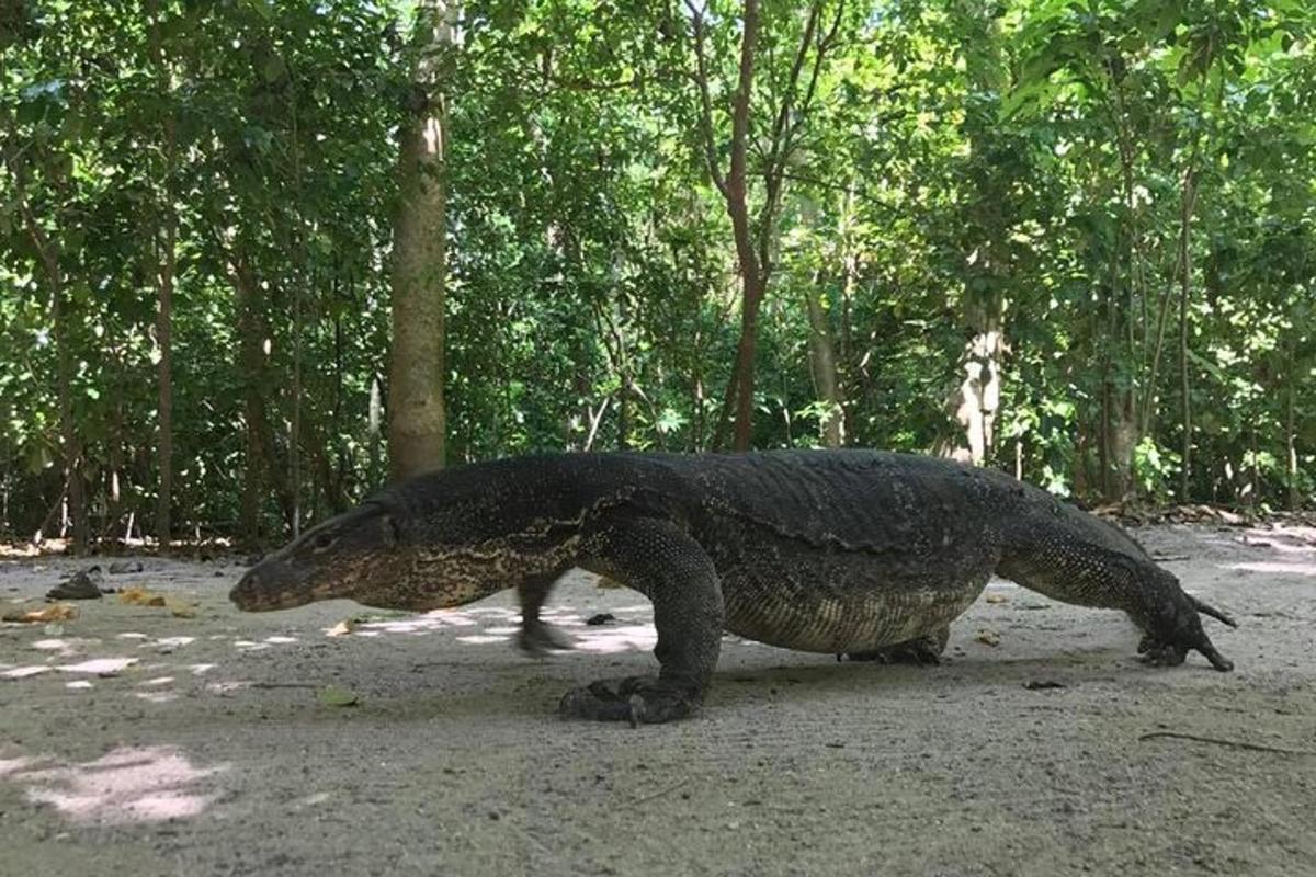 reptilianuana besar berjalan di atas jalan tanah
