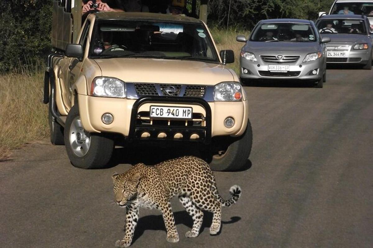 Leopard ületab teed auto ees