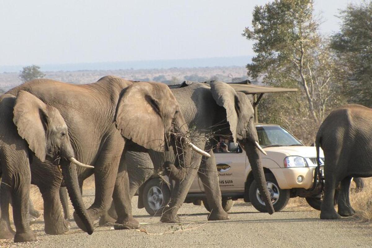 un grup d'elefants caminant davant d'un cotxe