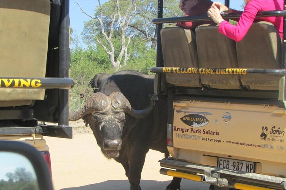 un toro in piedi davanti a un camion