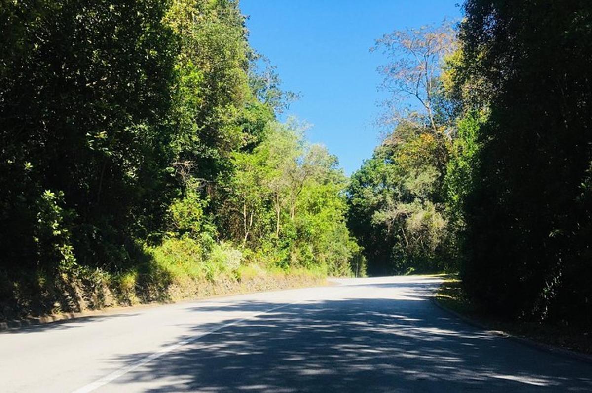 一条空旷的道路，两边都有树木