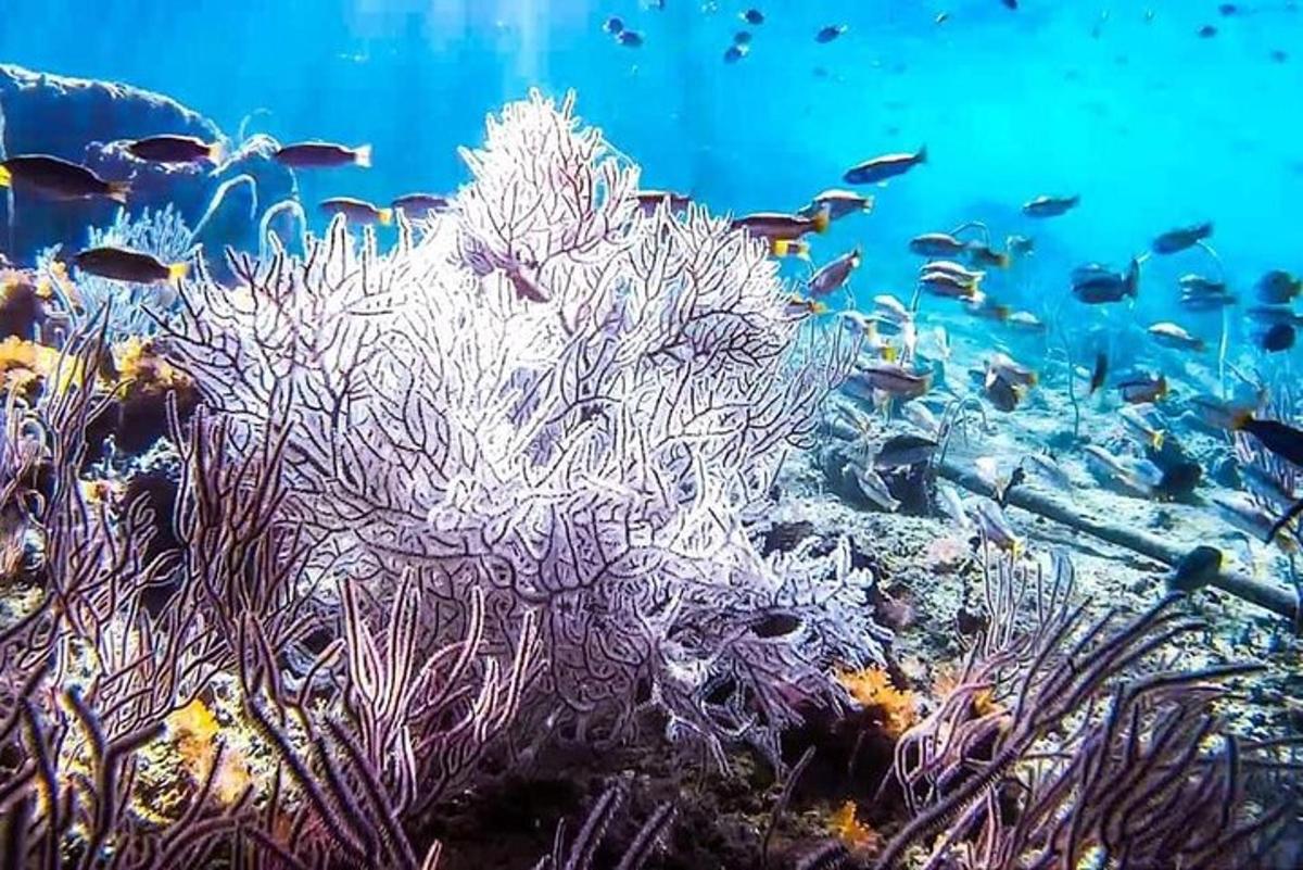 terumbu karang dengan ikan di lautan