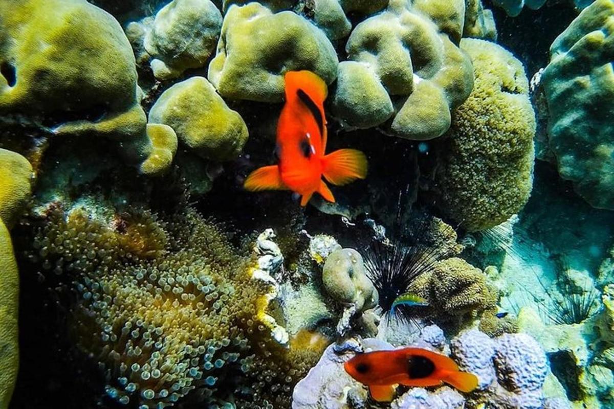 sepasang ikan di terumbu karang
