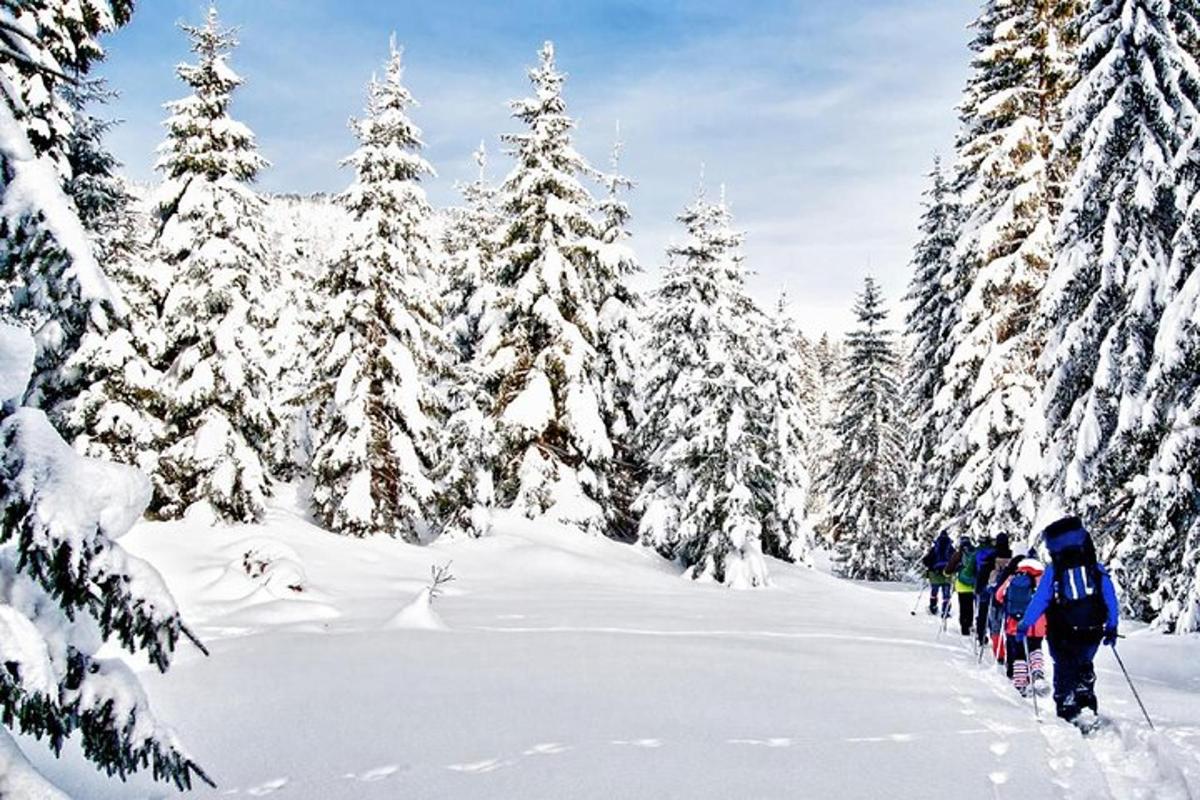 un gruppo di persone che praticano sci di fondo in una foresta innevata