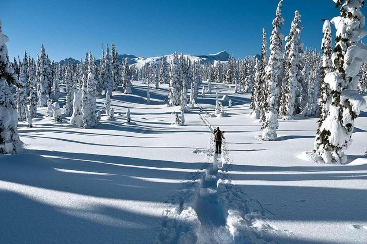 seseorang bermain ski di salji dengan pokok
