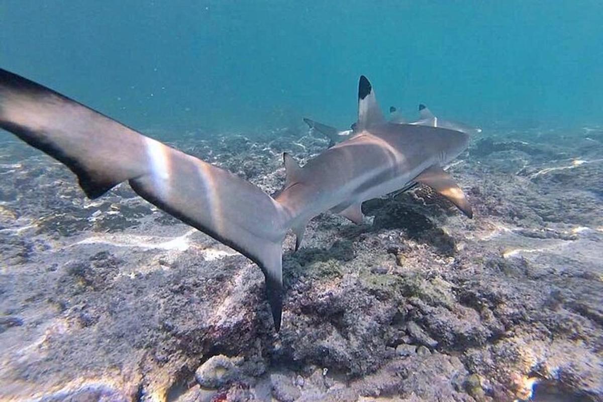 un tauró tigre nedant a l'oceà